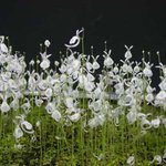 식충식물 <b>통발</b> 이삭귀개 샌더서니