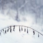 겨울의 <b>언덕</b>, 그 위에서.... (4)