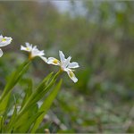 노랑<b>무늬</b>붓꽃