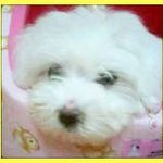 ★겸둥이 행복이(말<b>티스</b>)에요★
