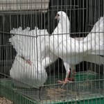 새