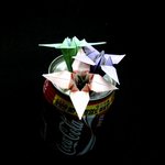 <b>콜라</b>와 종이꽃