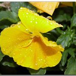 <b>빗물</b> 머금은 꽃잎