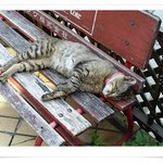 <b>낮잠</b>자는 고양이