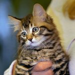 복제고양이 리틀리키