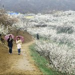 <b>봄비</b>를 맞으며