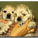 울 아코(<b>버프</b>)...