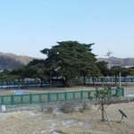 <b>천연</b>기념물 294호 - 예천 감천면 석송령