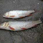 매운<b>탕감</b>.