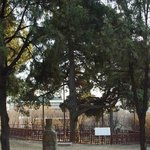 <b>천연</b>기념물 240호 - 선농단 향나무