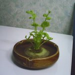 제가 키운 <b>무순</b>