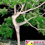 <b>신기하네</b> 딱 발레폼이네...