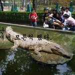 허걱 <b>악어</b>가!!!!!!