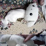 <b>밍밍</b>이가 인형을 엎고 다녀요~