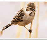 <b>북방</b> 검은 머리 쑥새