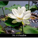 <b>수줍음</b> ...