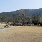 천연기념물 241호 - 해남 연동리 <b>비자</b>나무숲