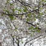 예술의 <b>전당</b> 주변에 핀 봄꽃들 -2