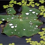 '<b>빗물</b>이 만든 보석?'