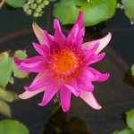 <b>연꽃</b>이네요