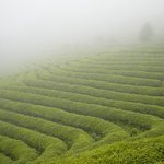 전남 <b>보성</b> 차밭입니다.