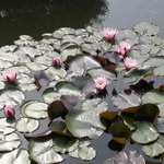 <b>수련</b>