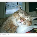 <b>나른</b>한 오후~ ♡