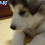 귀염둥이