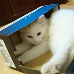 <b>박스</b>를 넘 좋아해욧!!!*^^*