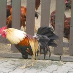 시골에서도 보기 어려운 <b>수탉</b>
