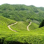 <b>보성</b>녹차밭