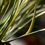 <b>무늬</b>석창포