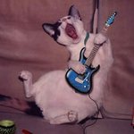 고양이 2<b>인조</b> 밴드