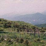 천연기념물 244호 - 소백산 <b>주목</b>군락