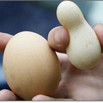 계란이 조롱박형이네요?
