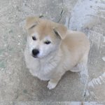 우리집 강아지 호두