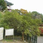 <b>천연</b>기념물 78호 - 강화 갑곶리 탱자나무
