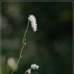가는<b>오이</b>풀