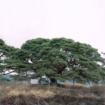 늘푸른 나무-<b>의령</b>