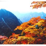 <b>단풍</b> 4