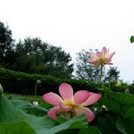 <b>연꽃</b> (3)