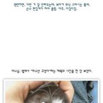 <b>울집</b> 고양이도 미소년으로?