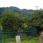 <b>천연</b>기념물 79호 - 강화 사기리 탱자나무
