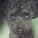 <b>몽이</b><b>몽이</b>~^-^