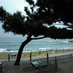 늘푸른 나무-<b>정동진</b>