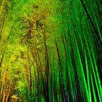 <b>민족</b>의 잃어버린 터전, 산동의 대나무밭 야경