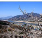 <b>매실</b>마을과 섬진강