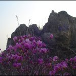 영취산 진달래 01