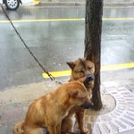 개주인을 찾습니다.
