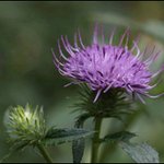 곤드레<b>나물</b>